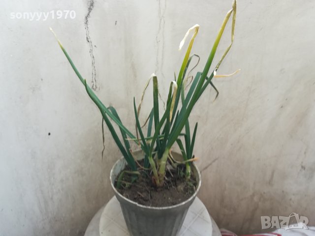 ЛУК В САКСИЯ 0502241105, снимка 9 - Градински цветя и растения - 44140446