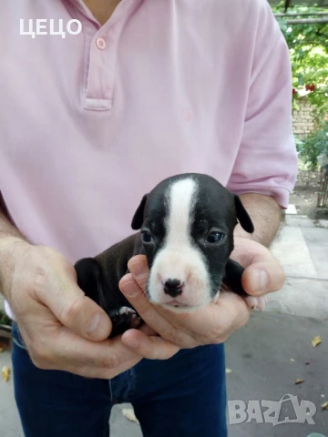 ПРОДАВАМ МАЛКИ ПИТБУЛИ !!! БЛУ НОС, снимка 5 - Питбул - 48336660