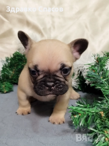 Френски булдог - бебета, снимка 5 - Френски булдог - 52821585