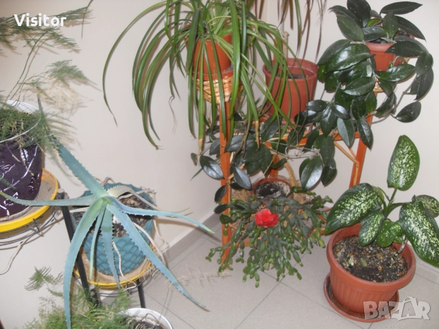 Samsung L200 Digital Camera   -10.2 МРх, снимка 15 - Фотоапарати - 52805441