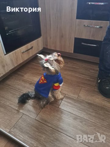 Весели дрешки за кучета- супергерои Superman/ Bathman /Wonder woman, снимка 4 - За кучета - 40685243
