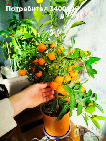 Мандарина в саксия