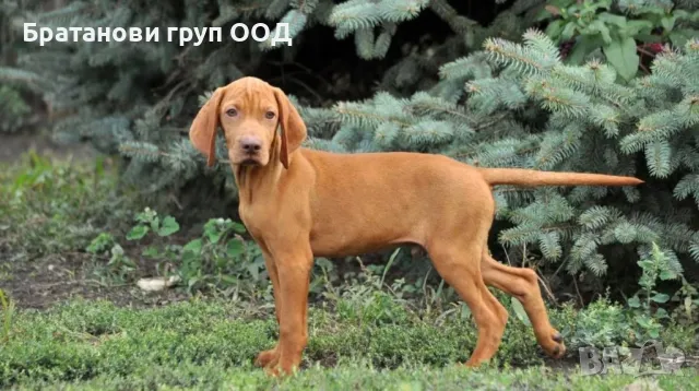 Унгарска Визла, снимка 3 - Унгарска визла - 31490881