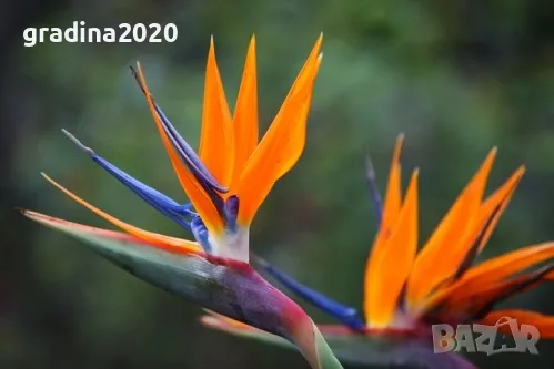 Стрелиция Налични 2 вида