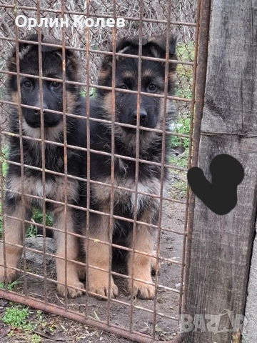 развъдник за немски овчарки , снимка 5 - Немска овчарка - 53292721