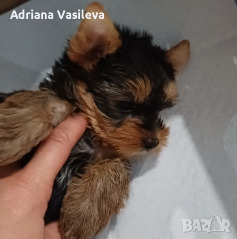 Йоркширски териер