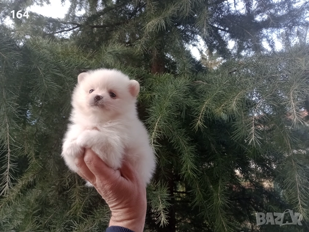 Бели мъжки и женски Померани. Реални снимки от 02.01.26 г. , снимка 8 - Померан - 52932942