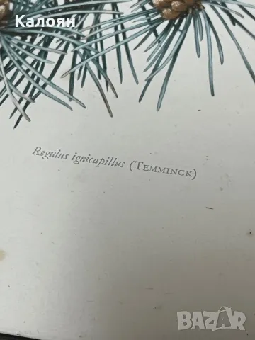 Картинка с птиченце в рамка , снимка 2 - Декорация за дома - 50080457