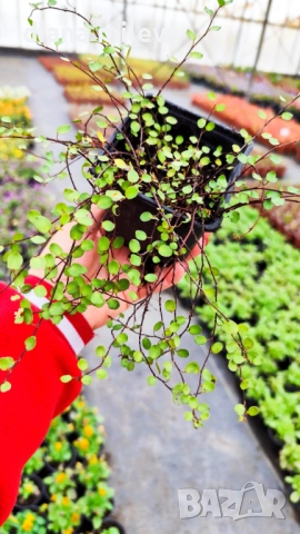 Мюленбекия Сийленд компакт, Muehlenbeckia Sealand compact, снимка 11 - Градински цветя и растения - 49926290