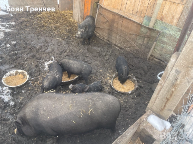 Виетнамски прасета, снимка 2 - Прасета - 53348506