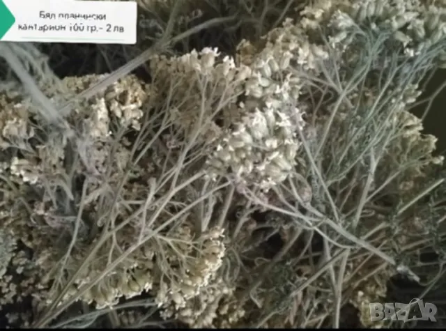 жълт кантарион, снимка 4 - Други - 50226262