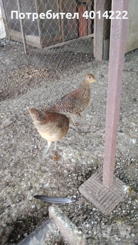 Червено-златни фазани , снимка 2 - други­ - 53010767