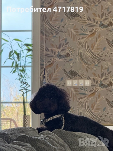 Оскар си търси приятелка , снимка 5 - Пудели - 53210104