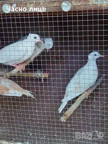 Качулати гугутки , снимка 2 - Гълъби - 47582908