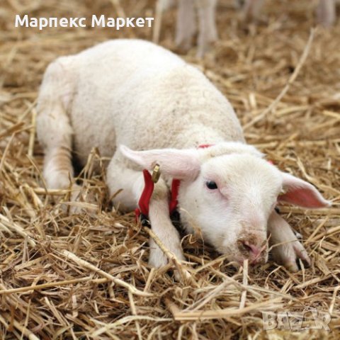 Скоби за обездвижване на овце и кози, снимка 5 - Овце - 43458936