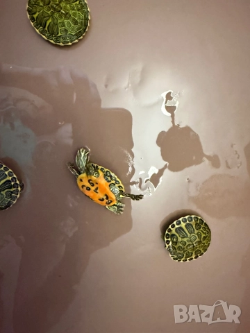 Продавам водни костенурки, снимка 5 - Костенурки - 52907533