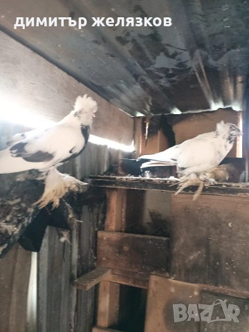Гълъби демкежи, снимка 10 - Гълъби - 49071204