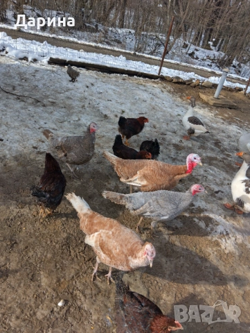 Гъски и пуйки, снимка 2 - Кокошки и пуйки - 53354727