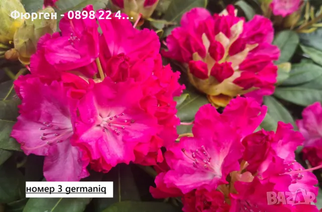 Рододендрон, снимка 3 - Разсади - 45012912