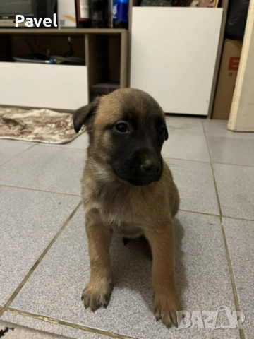 Белгийски овчарки малиноа, снимка 7 - Белгийска овчарка - 52665129