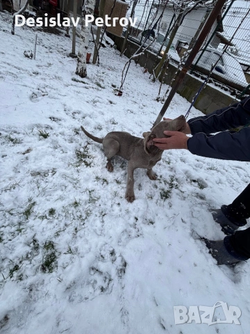 Ваймаранери , снимка 3 - Ваймаранер - 52127018