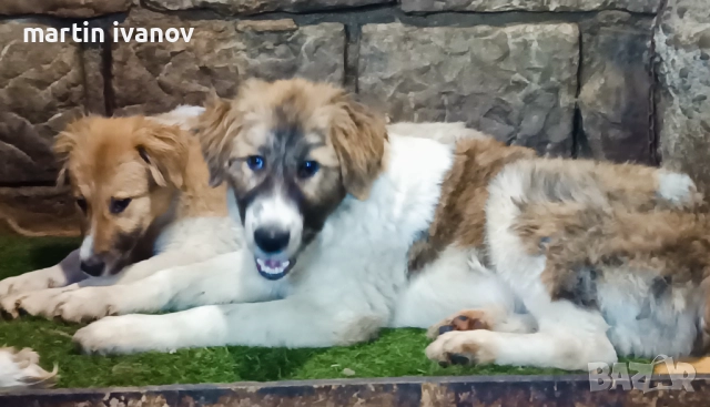 Каракачанско куче, снимка 6 - Каракачанска овчарка - 52745249