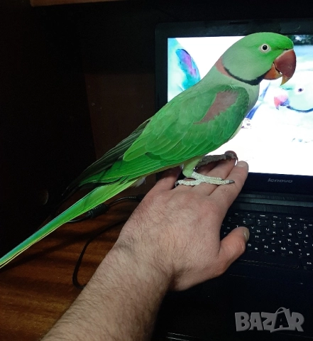 Папагал голям Александър