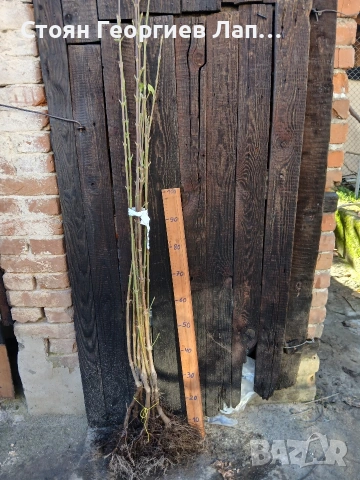 дръвчета едроплоден дрян