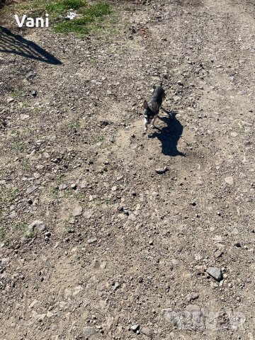 Чихуахуа за разплод , мини Чихуахуа, снимка 4 - Чихуахуа - 38398987