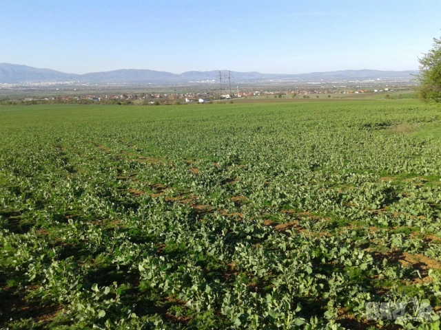 Парцел в с. Доброславци под наем, на земеделски път с лесен достъп. ПИ, снимка 4 - Парцели - 53066173