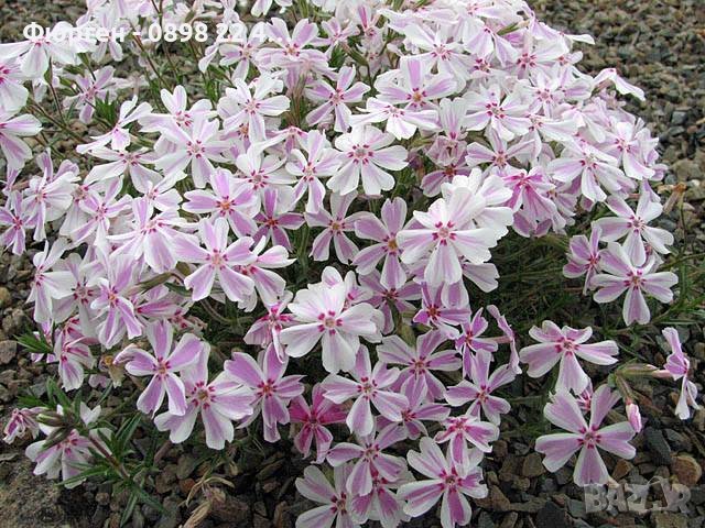 Разсад Флокс 6 цвята-Бял,лилав,розов,,шарен,виолет и цикламен Цена за 1бр 5лв, снимка 9 - Разсади - 37605672