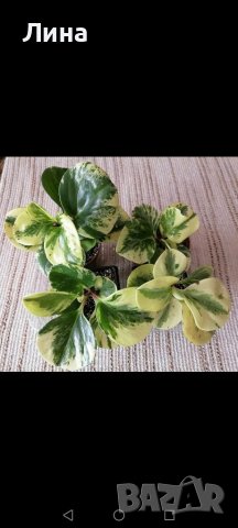Пеперомия/ Peperomia obtusifolia "Green Gold" 