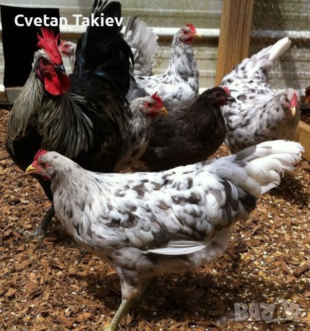 Шведски Исбар, три цвята, яйца и пилета, снимка 4 - Кокошки и пуйки - 42957901