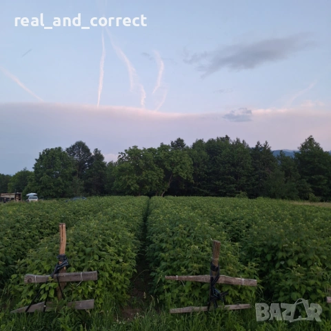 НЕВЕРОЯТЕН СВЕЖ РАЗСАД Ягоди и Малини от Произведител, снимка 16 - Разсади - 53487031