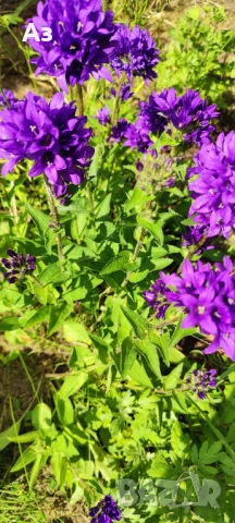 Продавам Кампанула гломерата (Главестата камбанка) - разсад, снимка 1