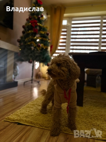 Той пудел на 1г и 4м , снимка 5 - Пудели - 52943954