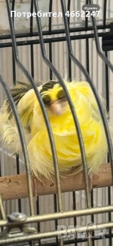 Канарчета порода “Подовано”, снимка 3 - Канари - 52884916