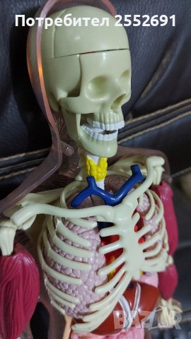 Модел на чов.тяло.