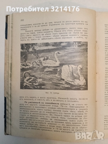Животнитѣ от биологично гледище - Борис Митов (1935, Луксозна изработка, Отлично състояние), снимка 15 - Специализирана литература - 52773226