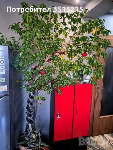 Юка .Бенджамин ,Финикови палми, снимка 3 - Стайни растения - 52956057