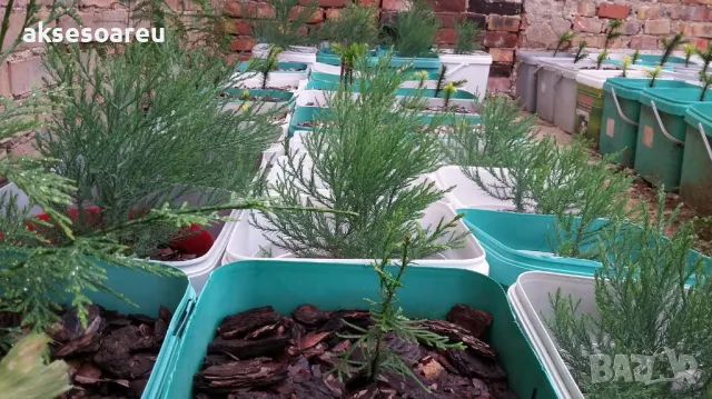 15 нови семена гигантска секвоя мамутово дърво sequoiadendron giganteum за декорация на двора  , снимка 7 - Сортови семена и луковици - 49828592