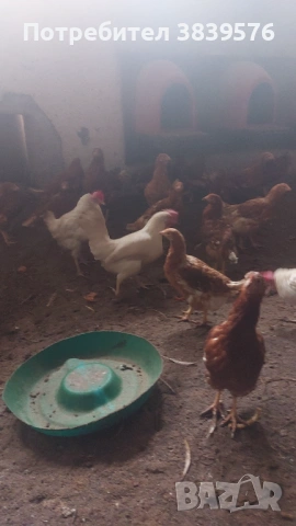 Кокошки Ярки, снимка 5 - Кокошки и пуйки - 53015872