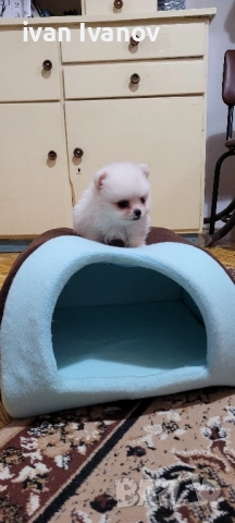 Померан-мини шпиц!!!, снимка 4 - Померан - 52661651