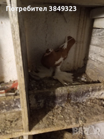 два черни мъжки и жълта женска цената е за трите общо, снимка 2 - Гълъби - 53125898