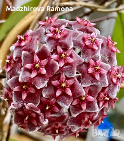 Hoya Pubicalyx pink silver 