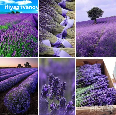 Лавандулово масло продавам