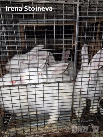 Продавам зайчета , снимка 2 - Други - 52799027