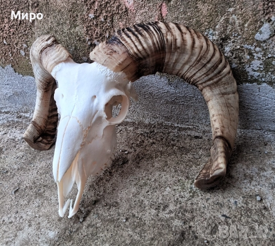 Череп от овен,с рогата.Коч., снимка 2 - Други стоки за дома - 50265647