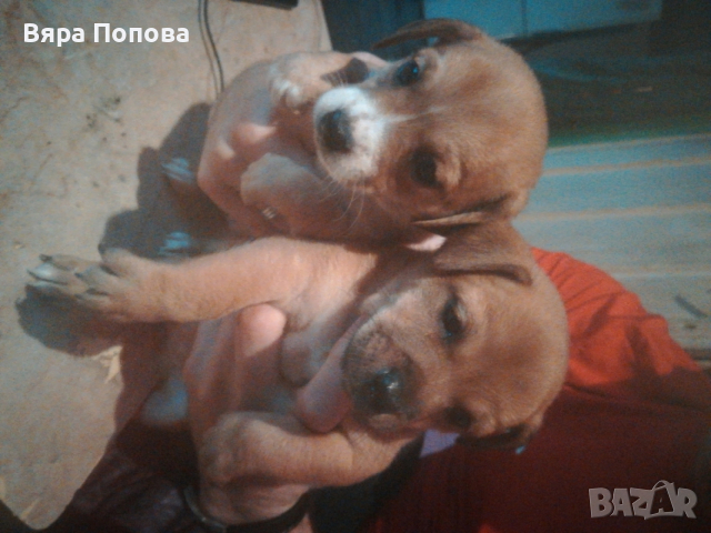 продавам пинчерчета родени на 01.01.26 година хранят се сами 3 мъжки и 2 женски