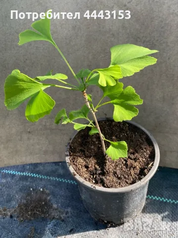 Гинко билоба разсад 